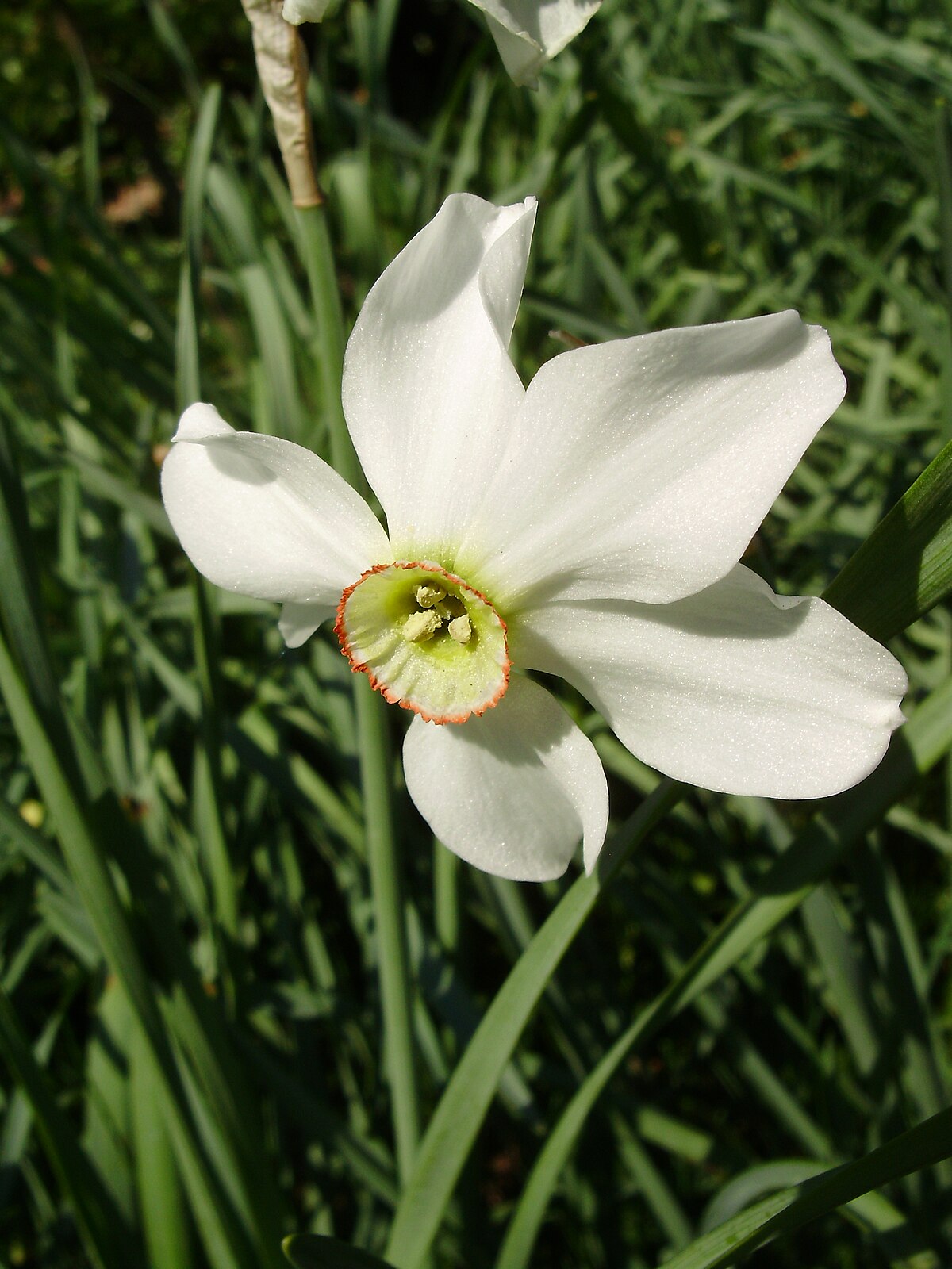 File:BLW Narcissus.jpg - Wikimedia Commons