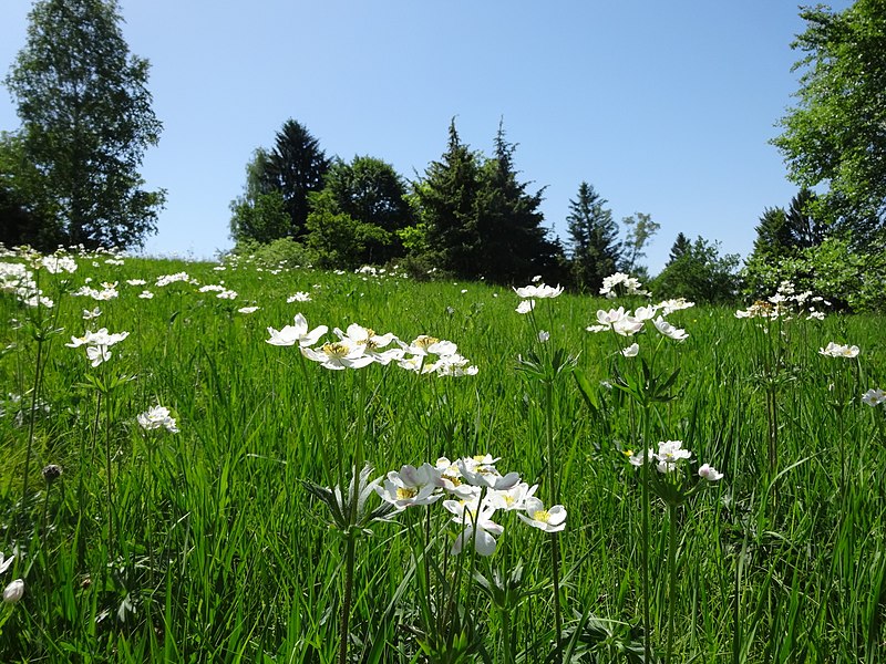 File:Narzissen-Windröschen.jpg