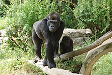 Gorillas at the National Zoo National zoological park, Washington DC, USA (4863334490).jpg