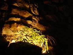 The only living plant in the cave—a small fern. The spores were believed to have been tracked in on a workers clothing, then germinated next to a light. The fern has since been removed.