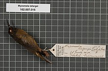 Naturalis биоалуантүрлілік орталығы - RMNH.AVES.133875 1 - Myzomela lafargei Pucheran, 1853 - Meliphagidae - құстың терісі numimen.jpeg
