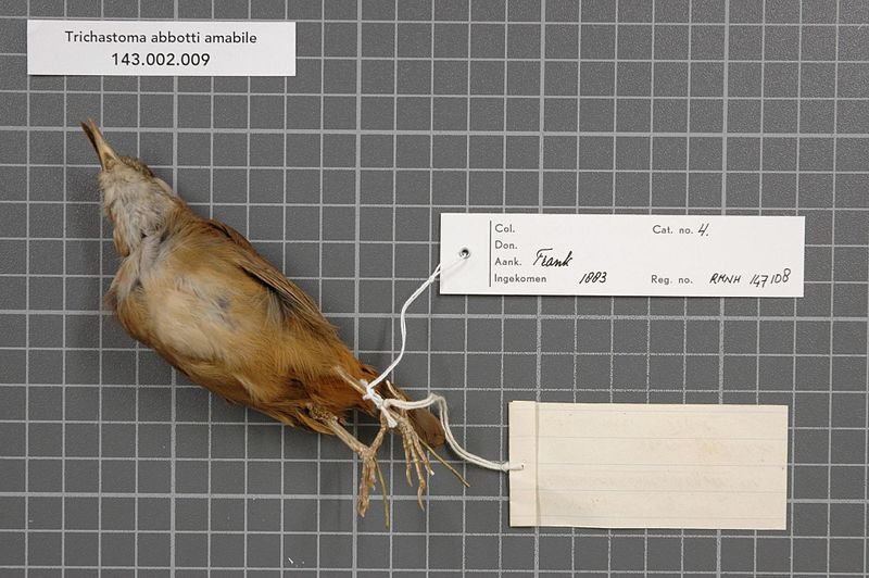 File:Naturalis Biodiversity Center - RMNH.AVES.147108 2 - Trichastoma abbotti amabile (Koelz, 1952) - Timaliidae - bird skin specimen.jpeg