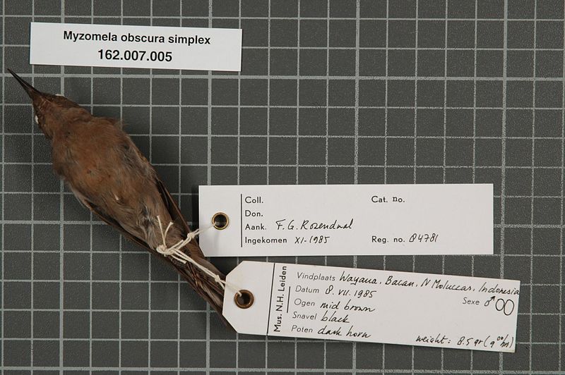 File:Naturalis Biodiversity Center - RMNH.AVES.847081 2 - Myzomela obscura simplex G.R. Gray, 1860 - Meliphagidae - bird skin specimen.jpeg