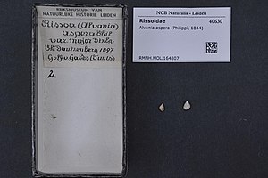 Naturalis Biodiversity Center - RMNH.MOL.164807 - Alvania aspera (Philippi, 1844) - Rissoidae - Mollusc shell.jpeg