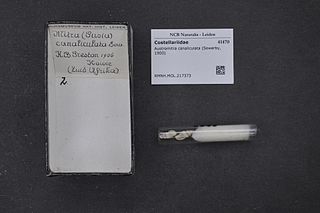 <i>Austromitra canaliculata</i> Species of gastropod
