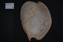 Naturalis Biyoçeşitlilik Merkezi - ZMA.MOLL.226824 1 - Cymbium pepo (Lightfoot, 1786) - Volutidae - Mollusc shell.jpeg