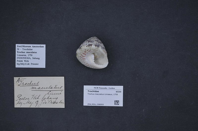 File:Naturalis Biodiversity Center - ZMA.MOLL.308093 - Trochus maculatus Linnaeus, 1758 - Trochidae - Mollusc shell.jpeg