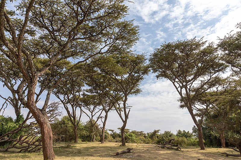 File:Nature of Ngorongoro Conservation Area (189).jpg