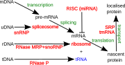 รูปขนาดย่อสำหรับ Non-coding RNA