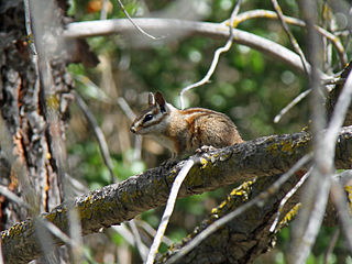 <span class="mw-page-title-main">Merriam's chipmunk</span> Species of rodent