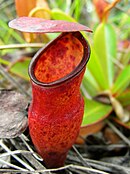 Nepenthes pervillei, Seszele