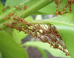 Nest construction by Oecophylla smaragdina workers, Thailand.jpg