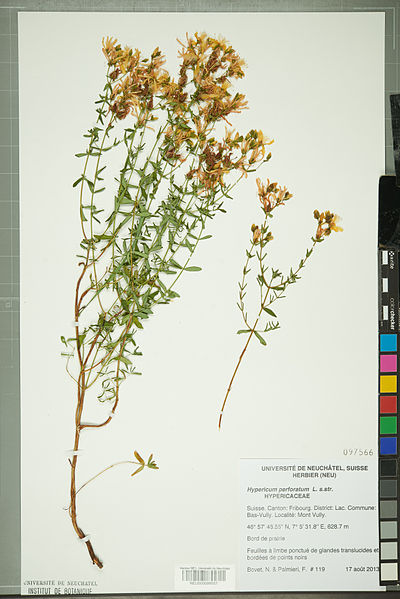 File:Neuchâtel Herbarium - Hypericum perforatum - NEU000099557.jpg