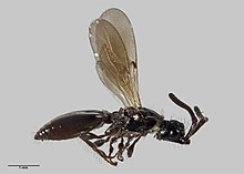 Neurogalesus carinatus Kieffer, 1907 (AM AMNZ70581-1).jpg