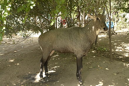 Tamed nilgai in Gwalior district