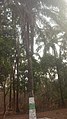 Nkwu Ato (Three palm trees in one) In Ikem Enugu state. 01.jpg