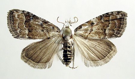 Nola aerugula