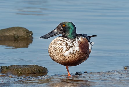 ♂ Spatula clypeata (Northern Shoveler)