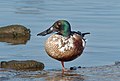 Image 68Male northern shoveler in Marine Park, Brooklyn