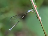 Northern wiretail (female) 4087.jpg