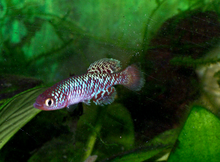 Nothobranchius rachovii.png