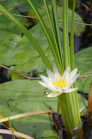 <i>Nymphaea elegans</i> Species of water lily