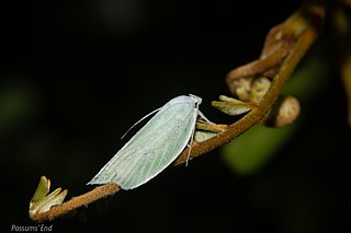 <i>Nymphostola</i> Genus of moths