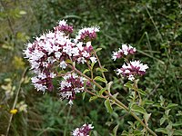 Origanum vulgare