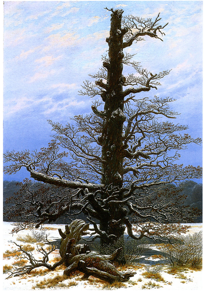 710px-Oak_Tree_in_the_Snow.jpg