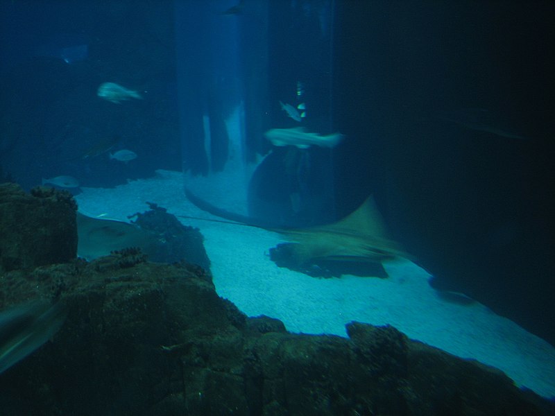 File:Oceanarium (3577173618).jpg