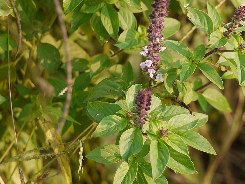 File:Ocimum bascilicum (5138960970).jpg