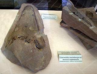 <i>Odenwaldia</i> Extinct genus of temnospondyls