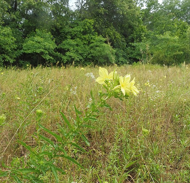 File:Oenothera heterophylla.jpg