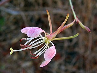 <i>Gaura sinuata</i> Species of flowering plant