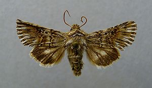 Omphalophana antirrhinii.jpg