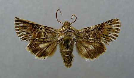 Omphalophana asiatica