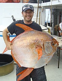 15 May: The Opah is confirmed as the first known warm-blooded fish. Opah 6.jpg