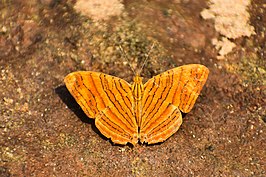 Chersonesia intermedia