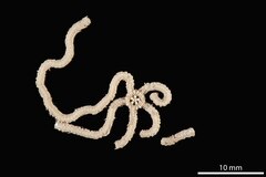 File:Ophionephthys stewartensis - OPH-000272 hab 2.tif (Category:Echinodermata in the Natural History Museum of Denmark)