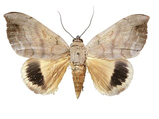 <i>Ophisma pallescens</i> Species of moth