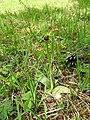 Ophrys araneola Germany - Mühlhausen an der Enz