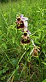 Ophrys holoserica Germany - Beckingen