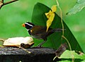 Orange-billed Sparrow.jpg
