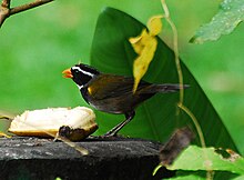 Turuncu gagalı Sparrow.jpg