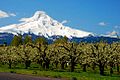 one of many apple orchards River County, Oregon scenic images) (hooDA0026).jpg