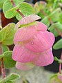 Origanum 'Barbara Tingey'