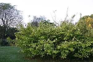 Orixa japonica