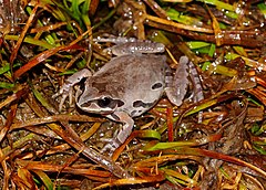 Description de l'image Ornate Chorus Frog (Pseudacris ornata)3.jpg.