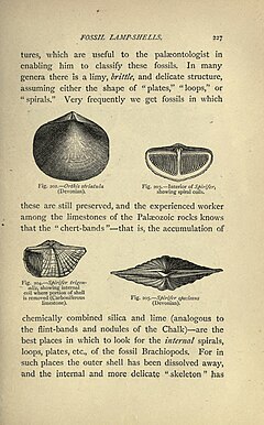 Description de l'image Our_common_British_fossils_and_where_to_find_them_(Page_227)_BHL22164983.jpg.