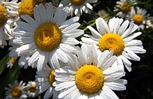 Margueritruten Wikipedia, den frie encyklopædi